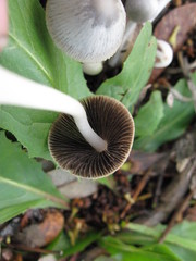 Coprinopsis marcescibilis