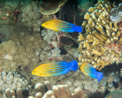 Feminine Wrasse photo 2