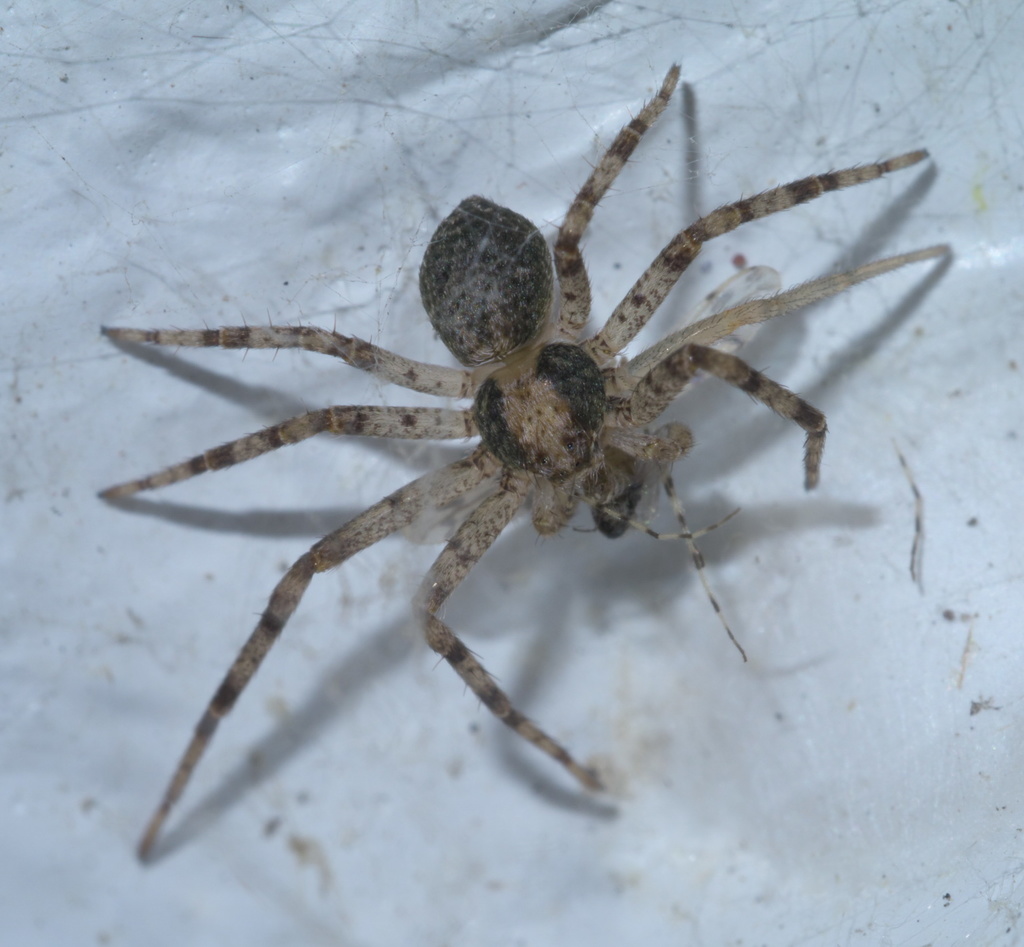 Philodromus keyserlingi