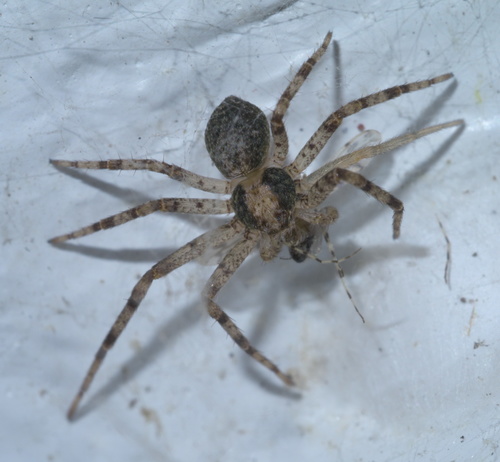Philodromus keyserlingi