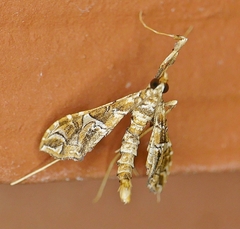 Lineodes vulnifica