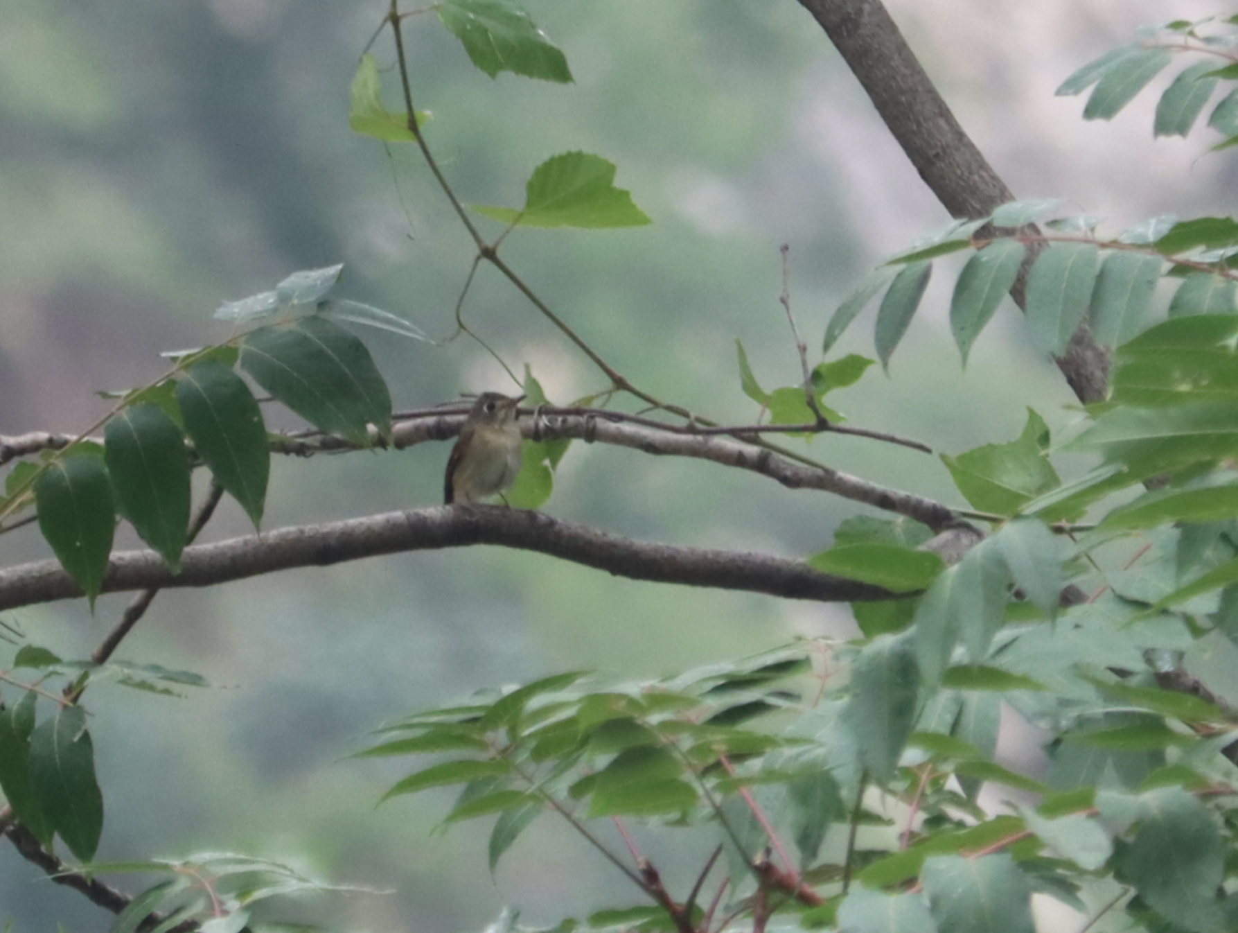 Brown-breasted Flycatcher