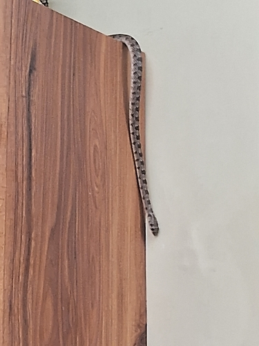 Glossy-bellied Racer