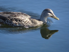 Anas platyrhynchos conboschas