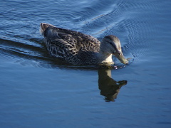 Anas platyrhynchos conboschas