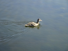 Anas platyrhynchos conboschas