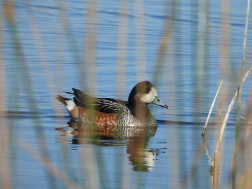 Canard de Chiloé