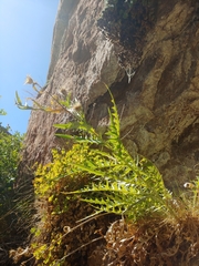Cirsium calcareum