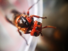 Vespa dybowskii