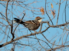 Pomatostomus ruficeps