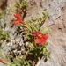 Eastwood's Monkeyflower - Photo (c) Jennifer Ackerfield, some rights reserved (CC BY-NC), uploaded by Jennifer Ackerfield