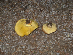 Suillus volcanalis