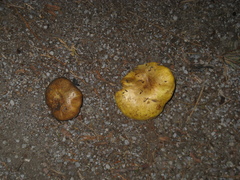 Suillus volcanalis