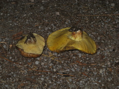 Suillus volcanalis