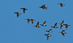 Ring-Necked Duck photo 6