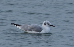 Chroicocephalus philadelphia