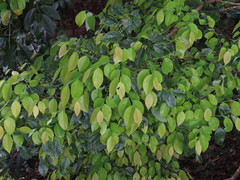 Phyllanthus cuscutiflorus