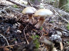 Cortinarius turmalis