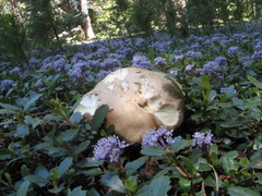 Caloboletus rubripes