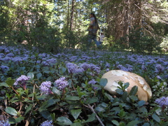 Caloboletus rubripes