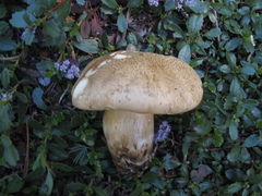 Caloboletus rubripes