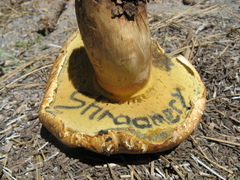 Caloboletus rubripes