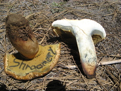 Caloboletus rubripes