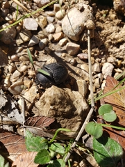Geotrupes opacus