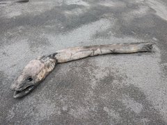 Conger verreauxi