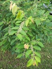 Phyllanthus cuscutiflorus