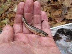 Chrosomus erythrogaster