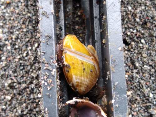 photo of Goose Barnacles (Lepas)