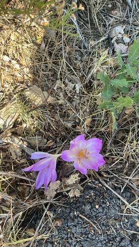 Colchicum bivonae