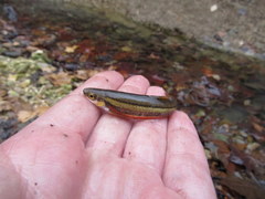 Chrosomus erythrogaster