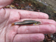 Chrosomus erythrogaster