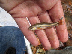 Chrosomus erythrogaster