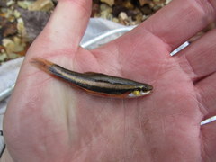 Chrosomus erythrogaster