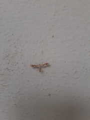 Pterophorinae