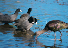 Fulica americana image