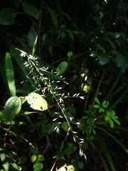 Maltebrunia leersioides image