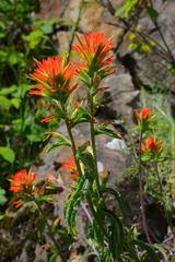 Castilleja hispida