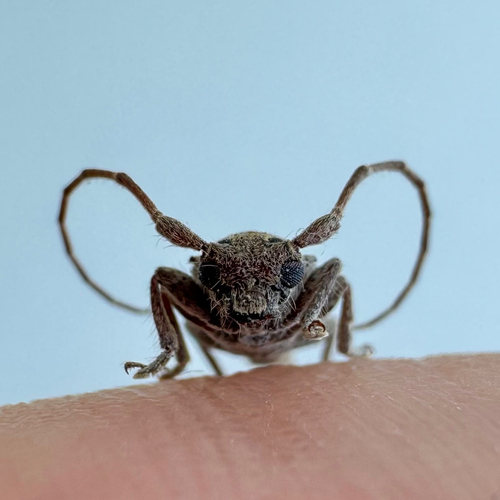 Spinestoloides benardi