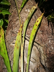 Maltebrunia leersioides image