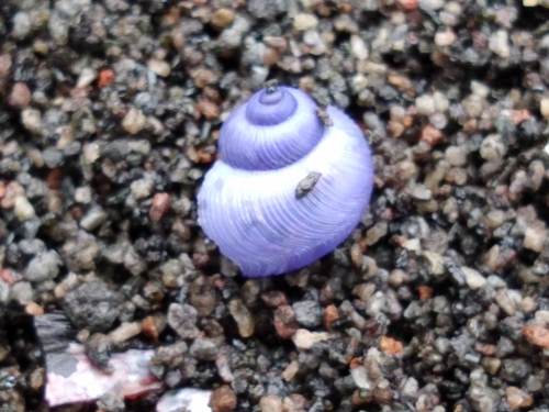 photo of Dwarf Violet Snail (Janthina exigua)