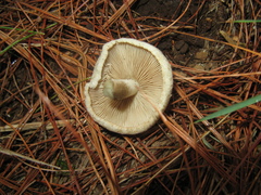 Inocybe corydalina