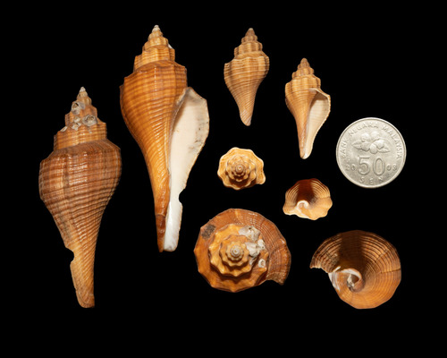 Hemifusus ternatanus observed 2025-09-16