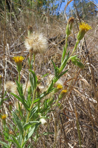 Rayless False Goldenaster