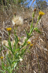 Heterotheca oregona