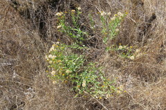 Heterotheca oregona