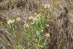 Heterotheca oregona